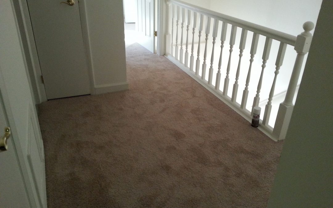 Clean Carpet – Its Just Good for You
