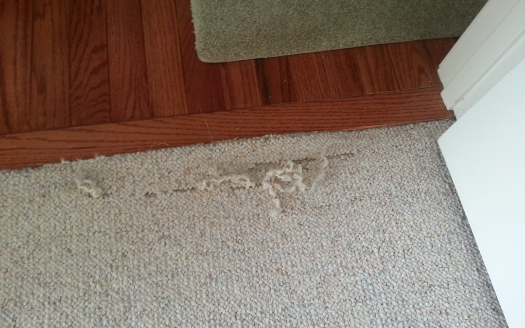 Carpet Repair Annapolis Maryland