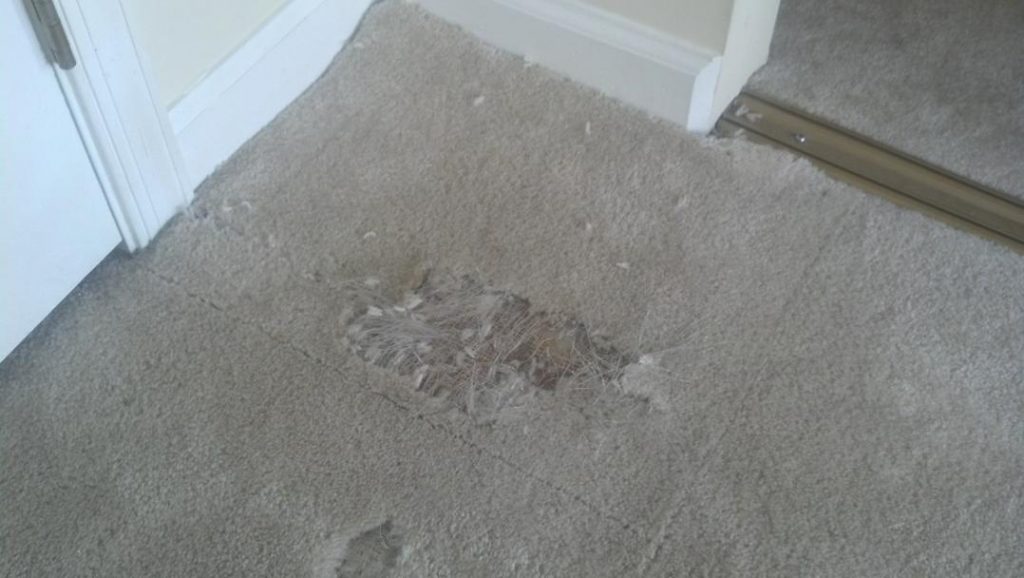 Carpet Repair Bowie Md Maryland Carpet Repair