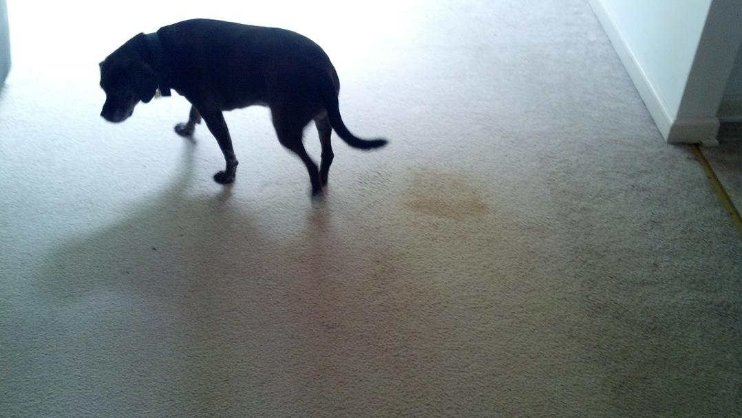 Pet Urine Carpet Cleaning- Odor Removal- Stain Removal Maryland