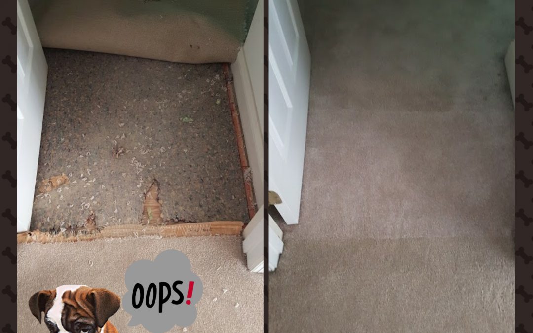 Pet Damage Carpet Repair Germantown MD