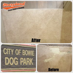 Bowie MD- Pet Damage Carpet Repair