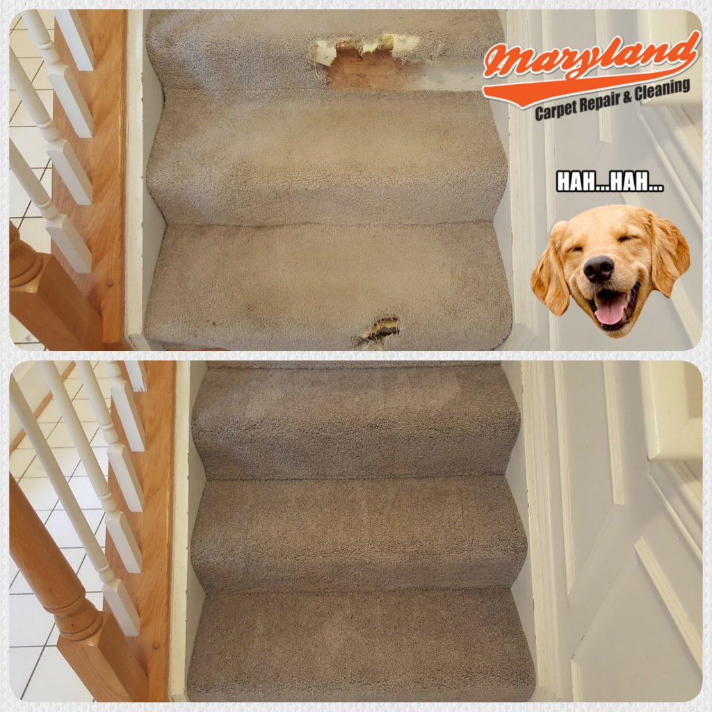Pet Damage Carpet Repair Bethesda MD Maryland Carpet Repair