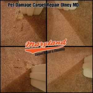 Pet Damage Carpet Repair Olney MD