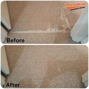 Berber Carpet Repair- Pet Damage