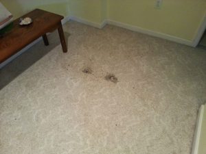 Carpet Repair in Bowie MD