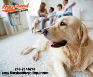 Maryland Carpet Repair and Cleaning