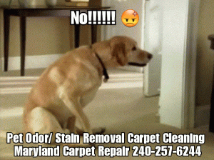 Cleaning Up Pet Urine Accidents in Maryland